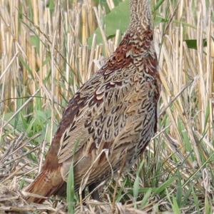 Common Pheasant