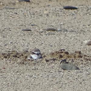 Common Ringed Plover