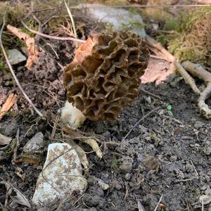 Yellow Morel