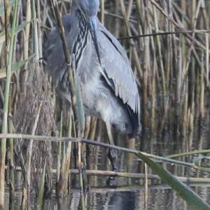 Grey Heron