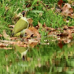 Eurasian Green Woodpecker