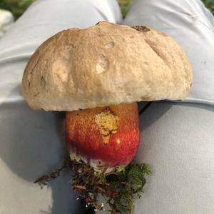 Satan`s Bolete