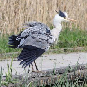 Grey Heron