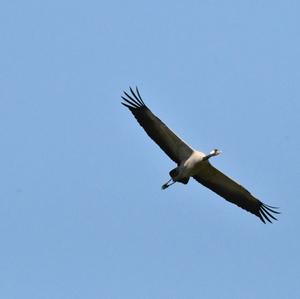 Common Crane