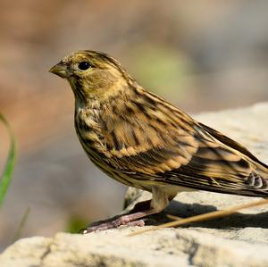 Yellowhammer