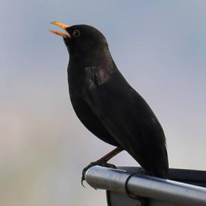 Eurasian Blackbird