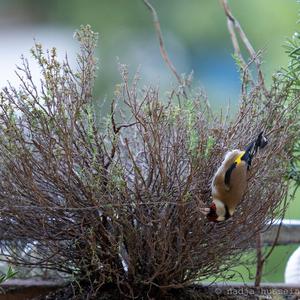 European Goldfinch