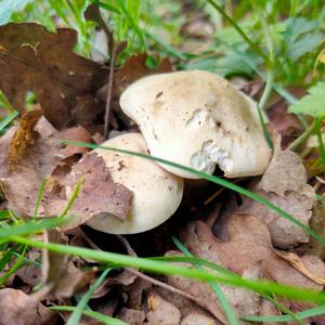 St George`s Mushroom