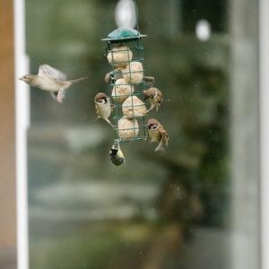 Eurasian Tree Sparrow