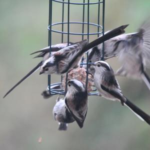 Long-tailed Tit