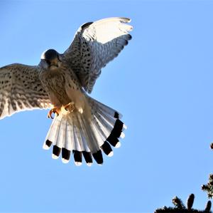 Common Kestrel