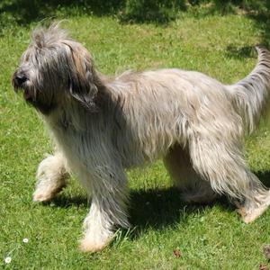 Catalan Sheepdog