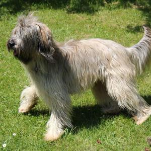 Catalan Sheepdog