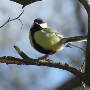 Great Tit