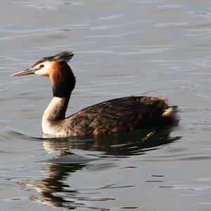 Great Crested Grebe