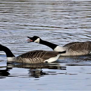 Canada Goose