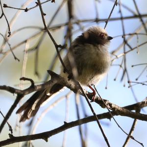 Long-tailed Tit