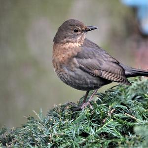 Eurasian Blackbird