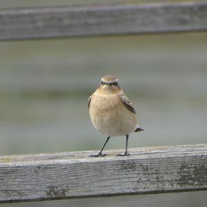 Whinchat