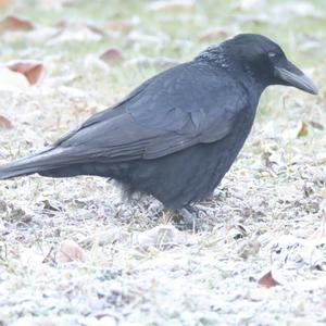 Carrion Crow