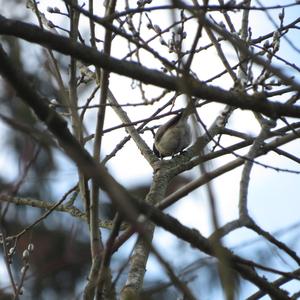 Marsh Tit