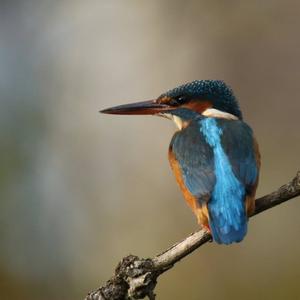 Common Kingfisher