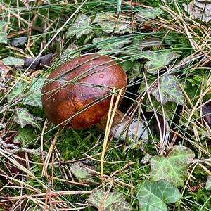 Bay Bolete