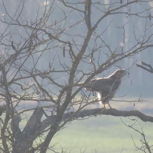 Common Buzzard