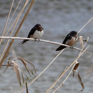 Barn Swallow