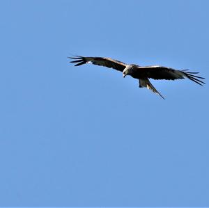 Red Kite