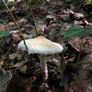 Lepiota magnispora