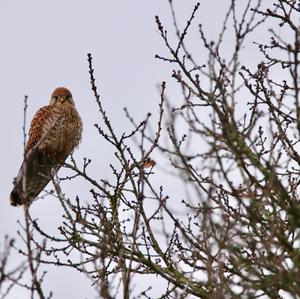 Common Kestrel