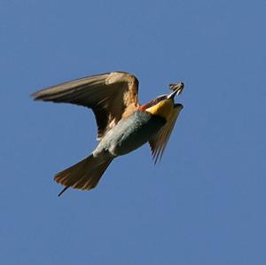 European Bee-eater