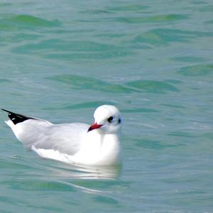 Black-headed Gull