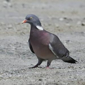 Common Wood-pigeon