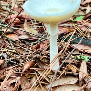 Destroying Angel