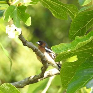 Eurasian Chaffinch