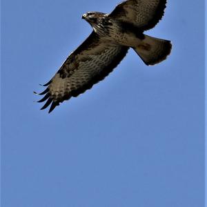 Common Buzzard