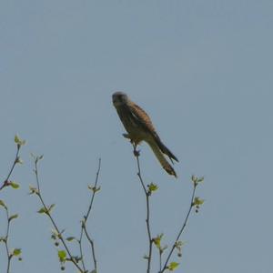 Common Kestrel