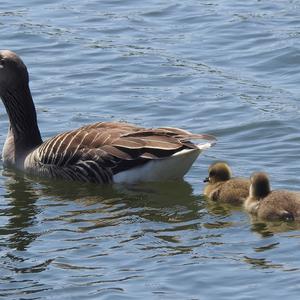 Greylag Goose