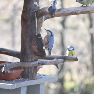 Wood Nuthatch