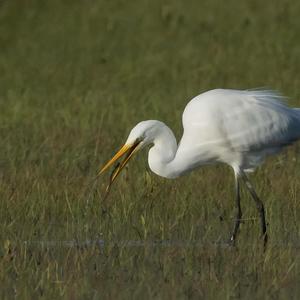 Great Egret