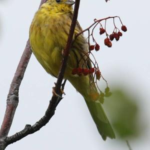 Yellowhammer