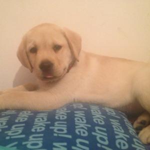 Retriever (Labrador)