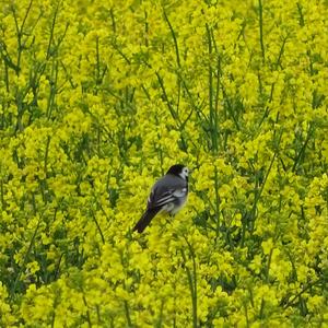 White Wagtail