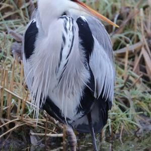 Grey Heron