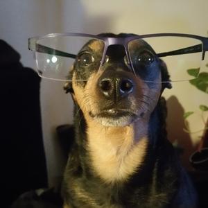 Zwergpinscher