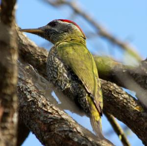 Eurasian Green Woodpecker