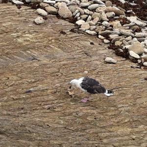 Great Black-backed Gull