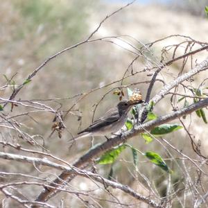 Spotted Flycatcher